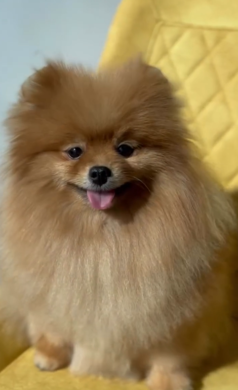 BURBUR PRO ШАМПУНЬ ТЕКСТУРУЮЧИЙ 1л. концентрат 1:10 (1:15/1:20) - Зображення 7